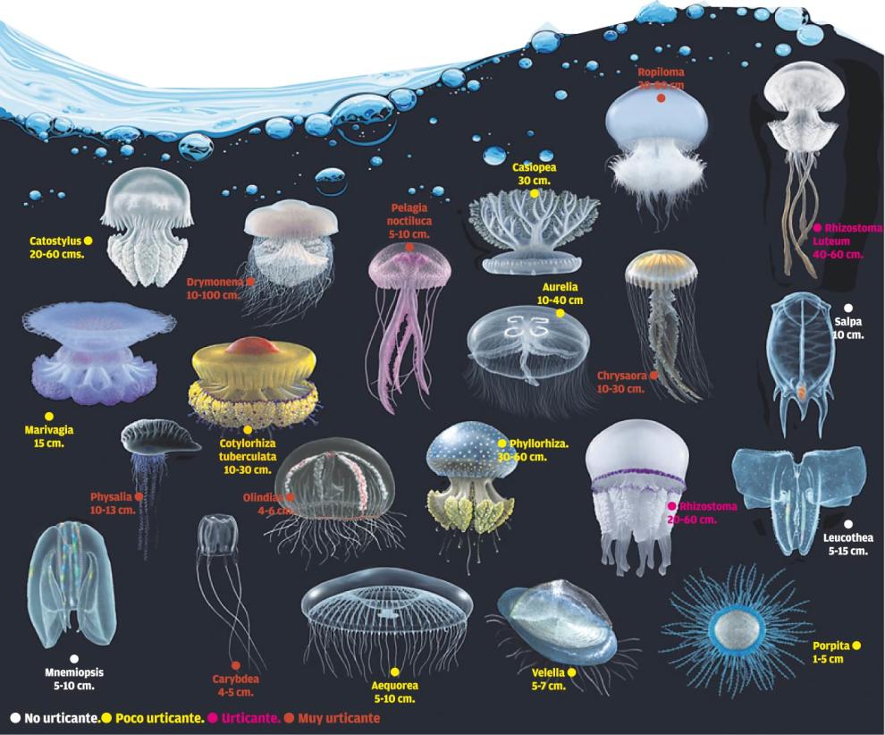 Медуза порпита Линнея
