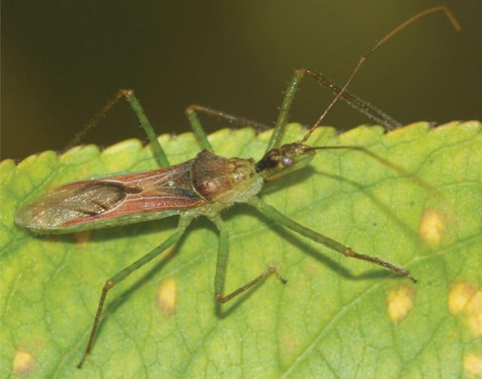 A new insect with a powerful bite has settled in Spain - Javea Connect